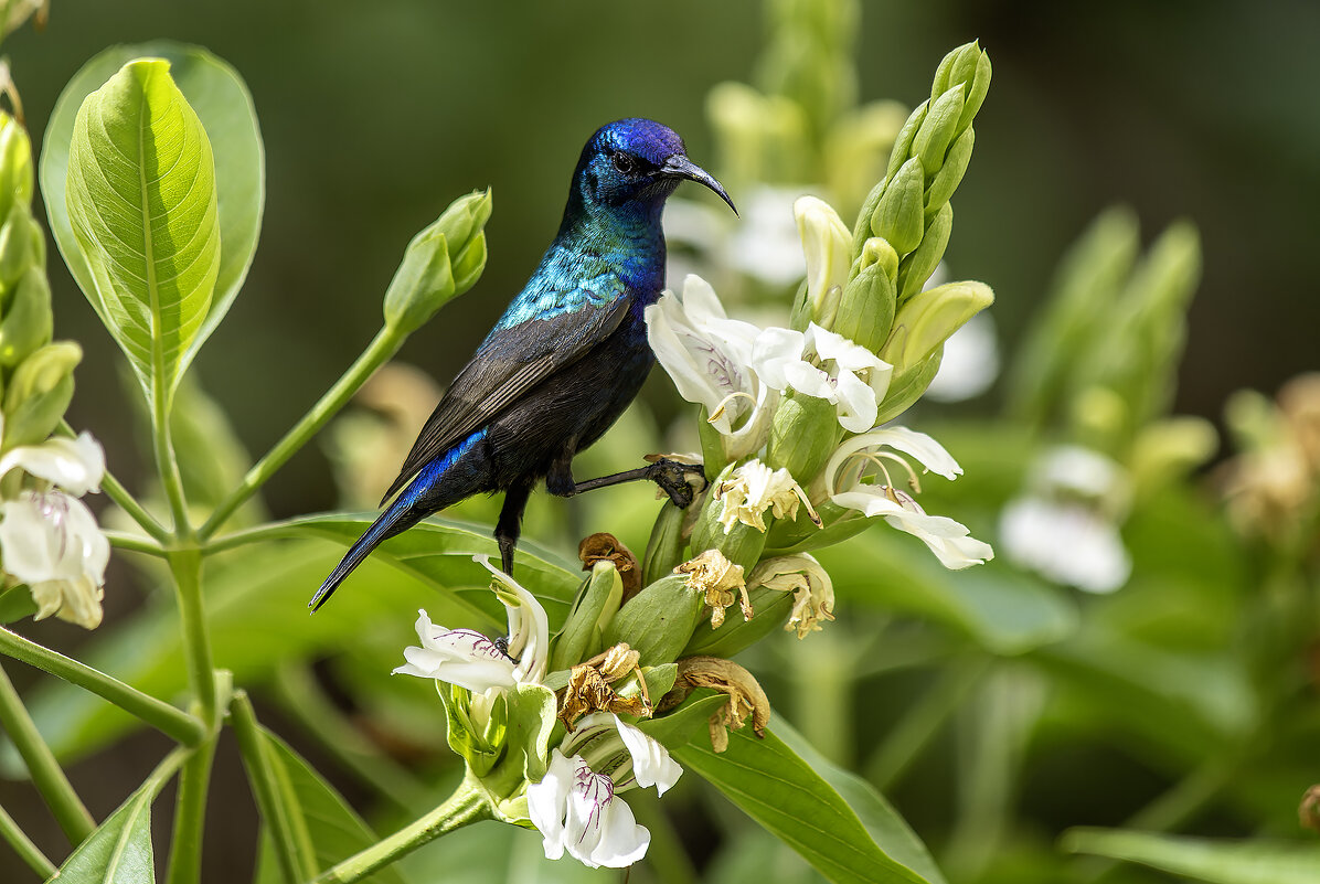 Палестинская нектарница. - Alexander Amromin