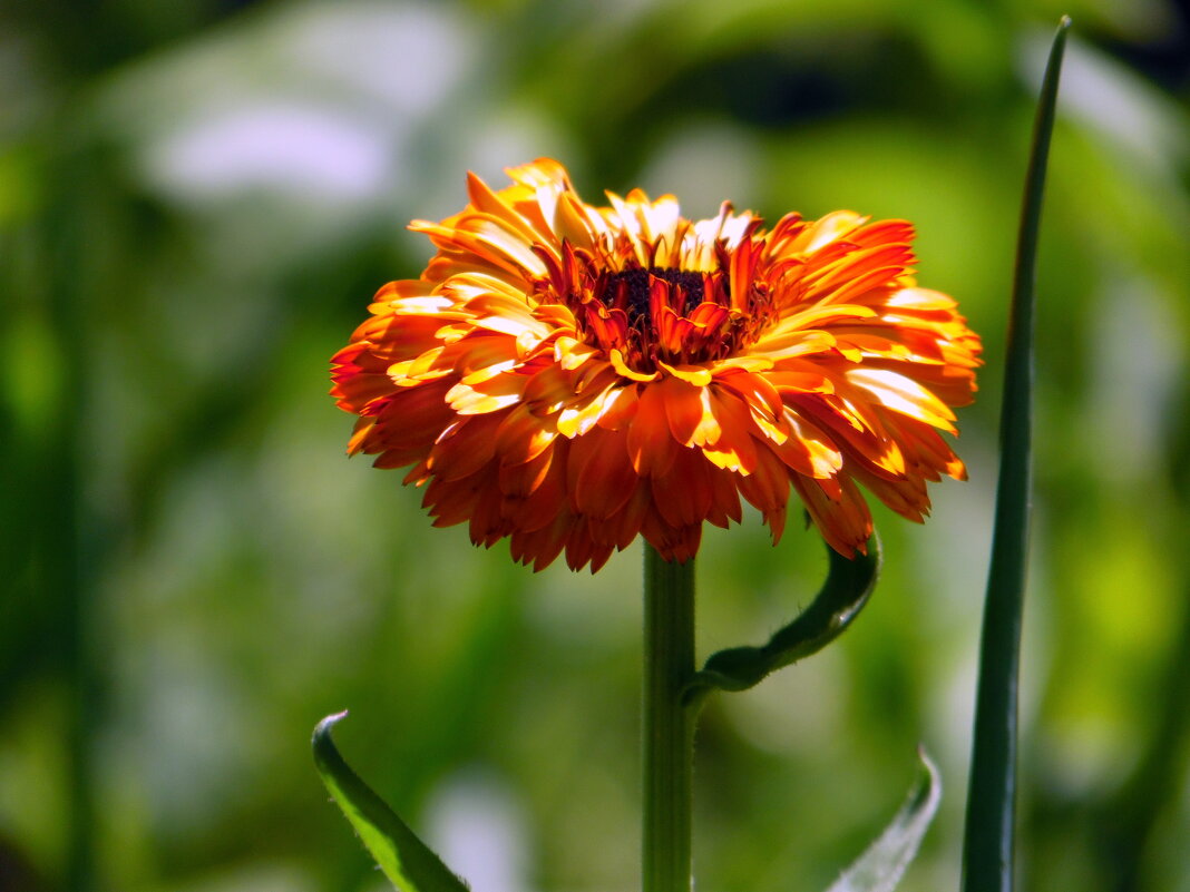 Календулы цветок. - nadyasilyuk Вознюк