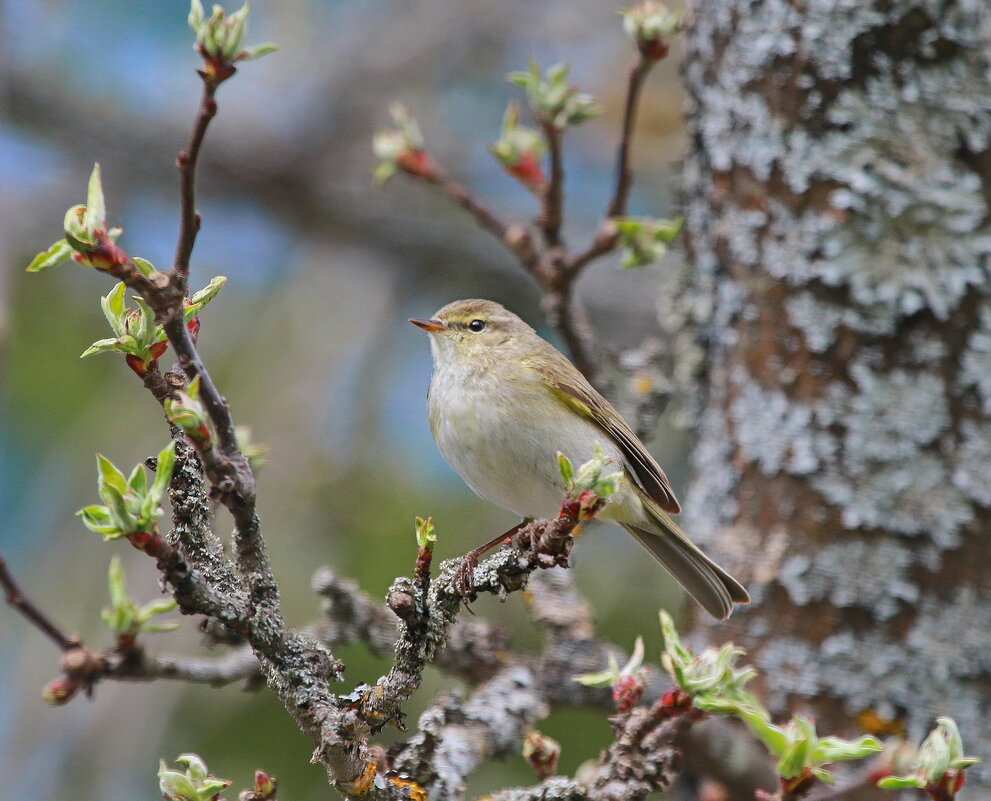 весна... - Andrey Bragin 
