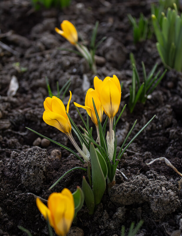 Первые цветы. - Александр. AVG100 ---