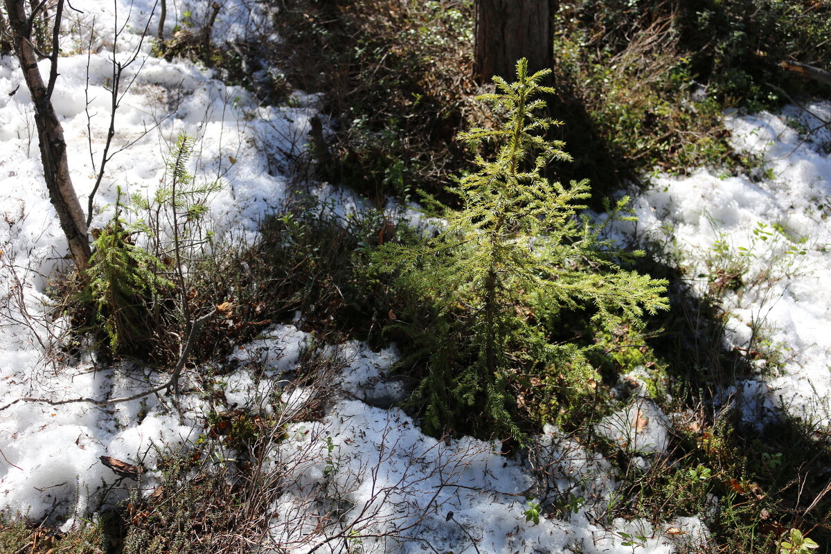 На весеннем солнышке - Ольга 
