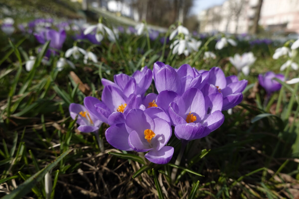 Весна в городe Аугсбург!... - Галина 