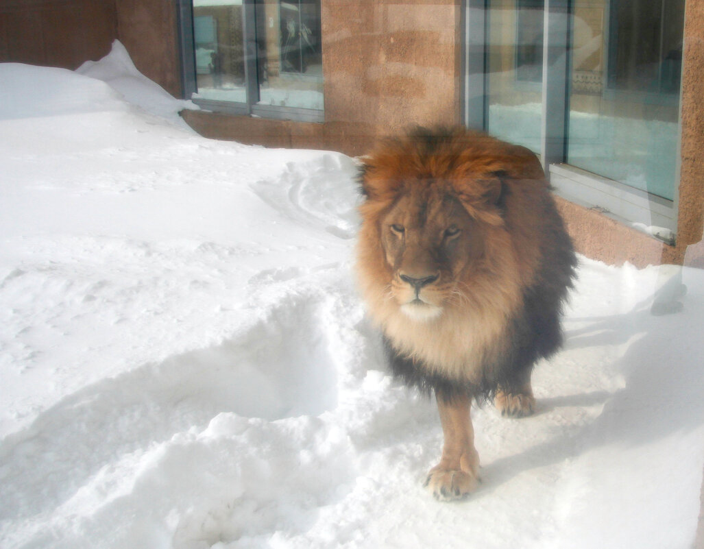 Не в саванне - Евгений Шафер