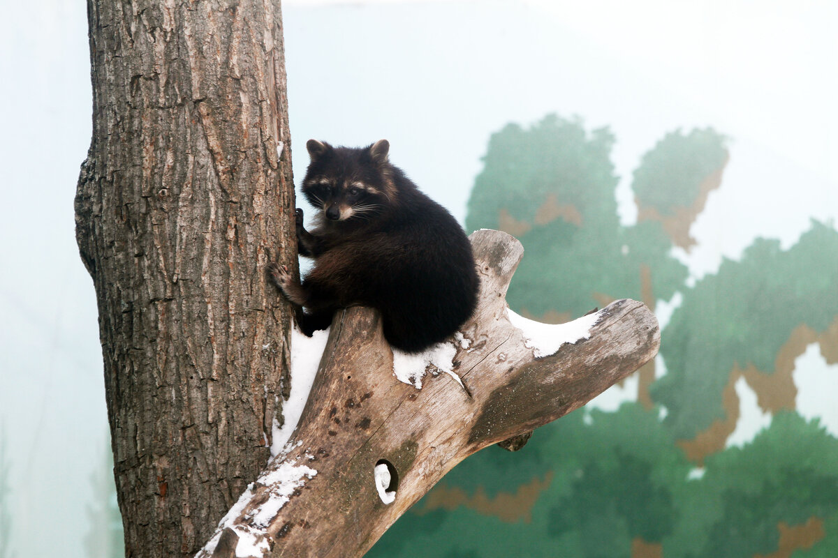 Высоко сижу... - Евгений Шафер