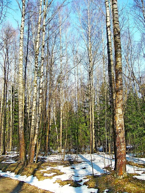 Весна в лесу! - VasiLina *