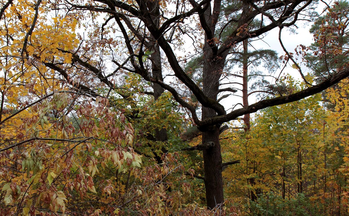 Клён ты мой... - веселов михаил 