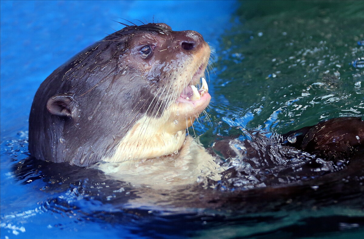 выдра - Михаил Бибичков