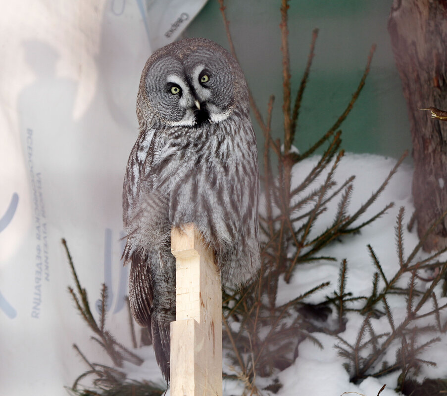 Длиннохвостая неясыть - Евгений Шафер