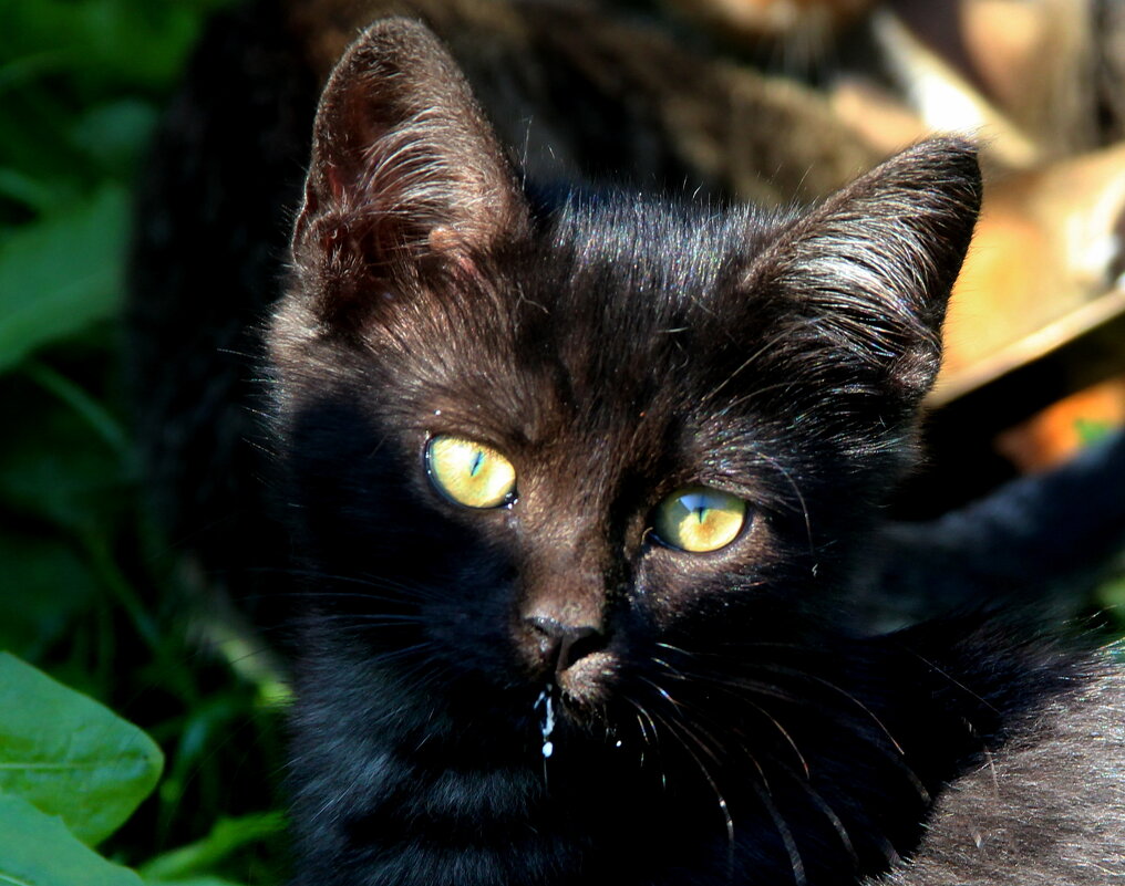 Наелся молочка. - жанна нечаева