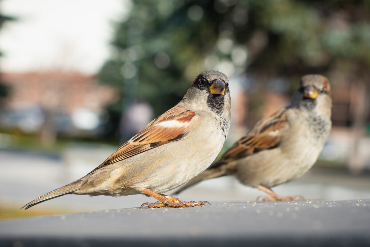 *** - Николай Чекалин