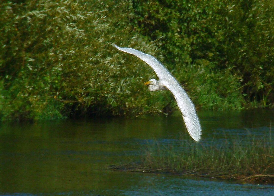 большая белая цапля - gawrilа - dan