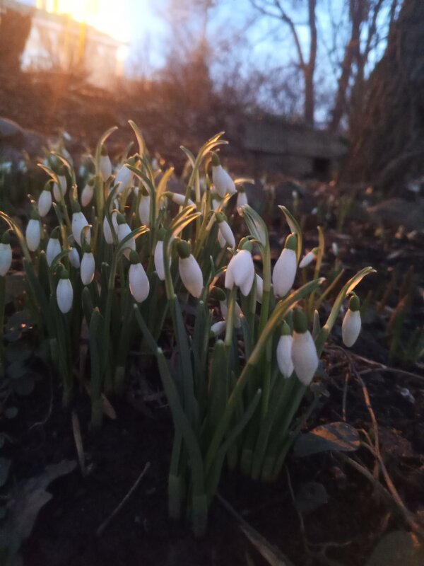 Подснежник - Сапсан 