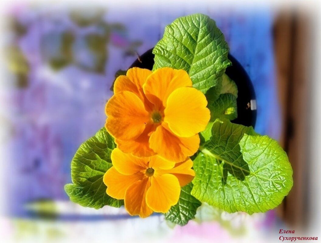 Примулы цвета лисичек - Елена Сухорученкова