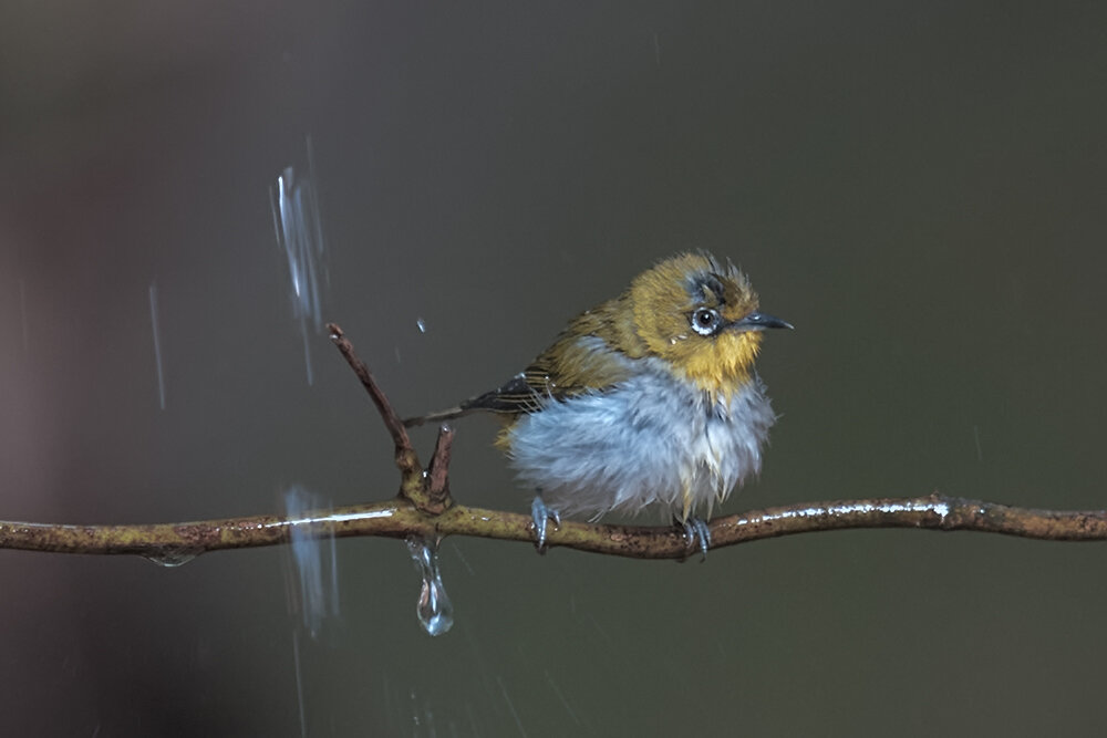 Восточная белоглазка - Yudong Liu