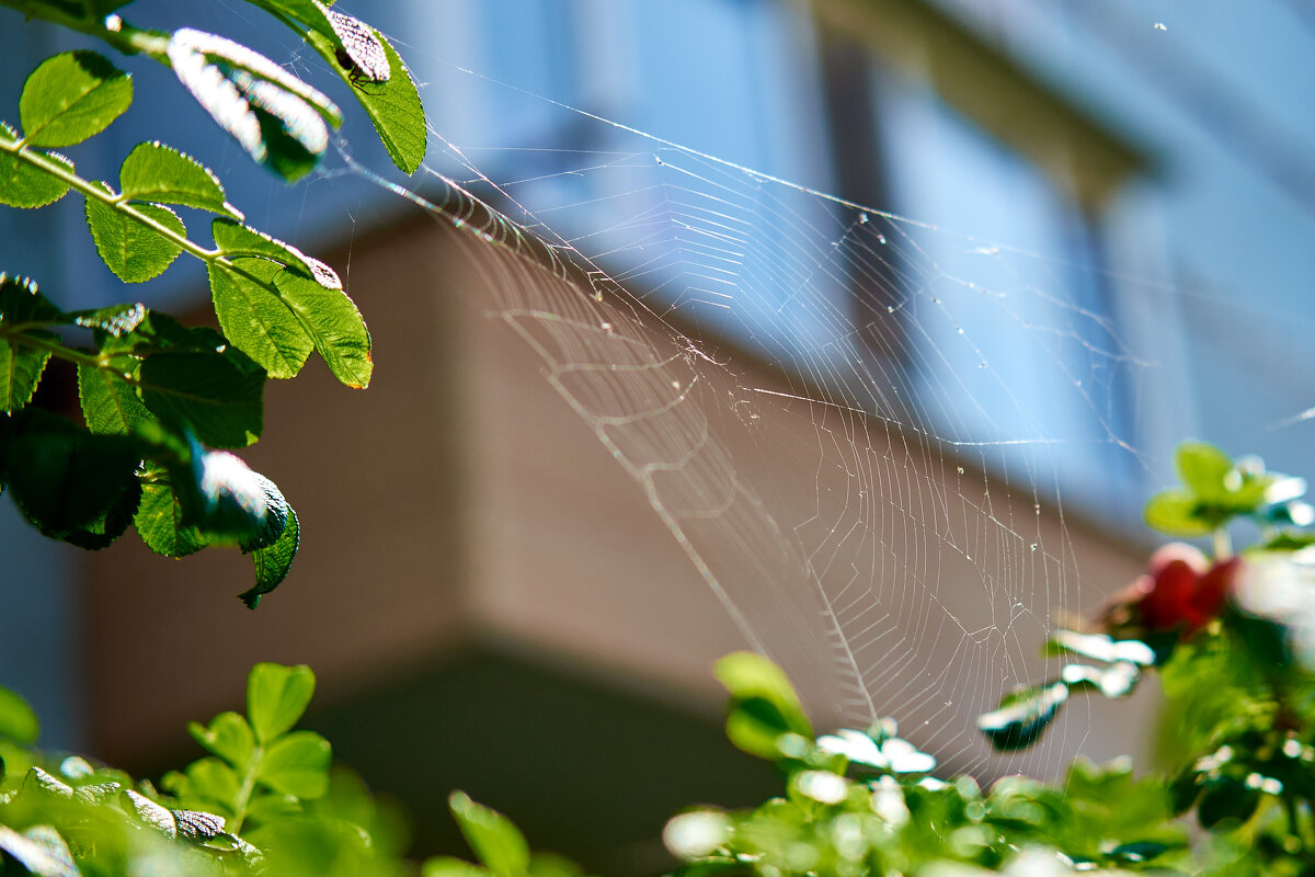 Паутинка - Пал Саныч