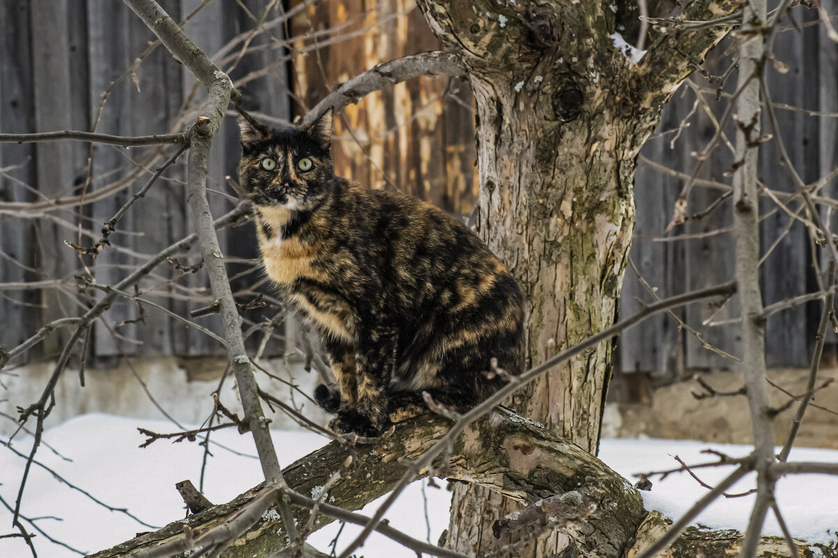 Говорят весна пришла... - petyxov петухов