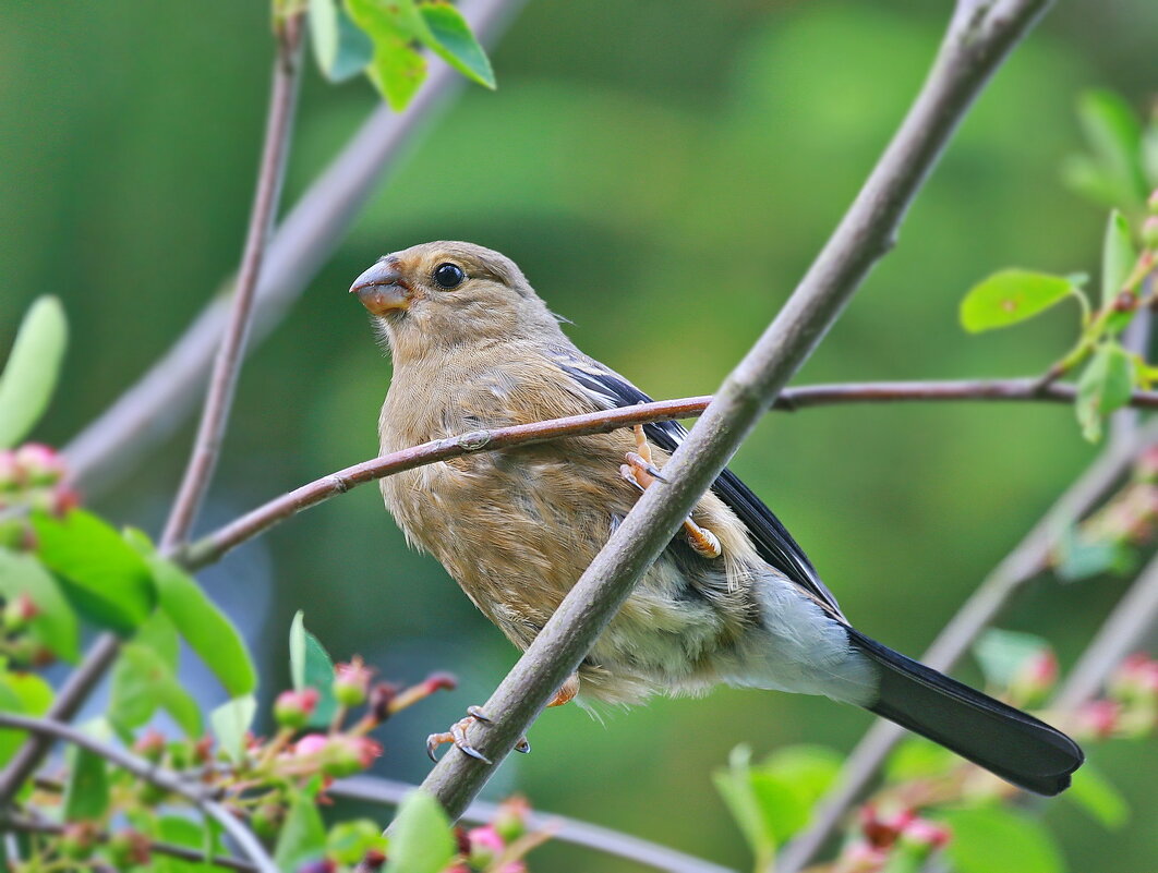 снегирёк - Andrey Bragin 
