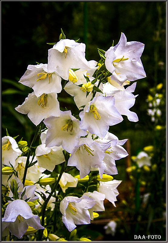 Садовые колокольчики. - Александр Дмитриев