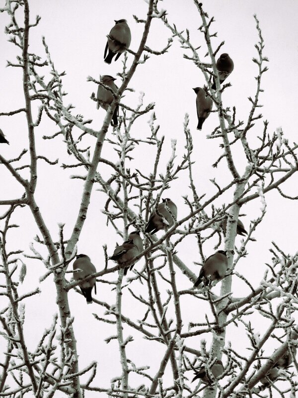 Прилетели свиристели - Лариса С.