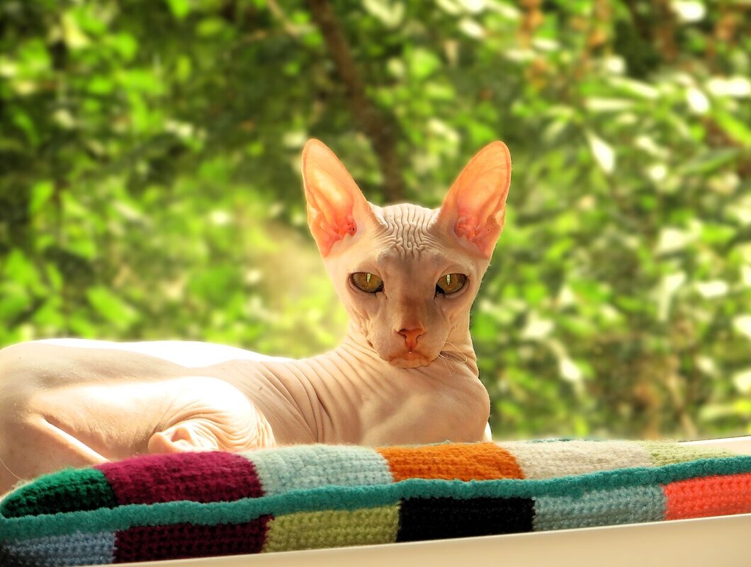 Золотой котик - Лариса С.