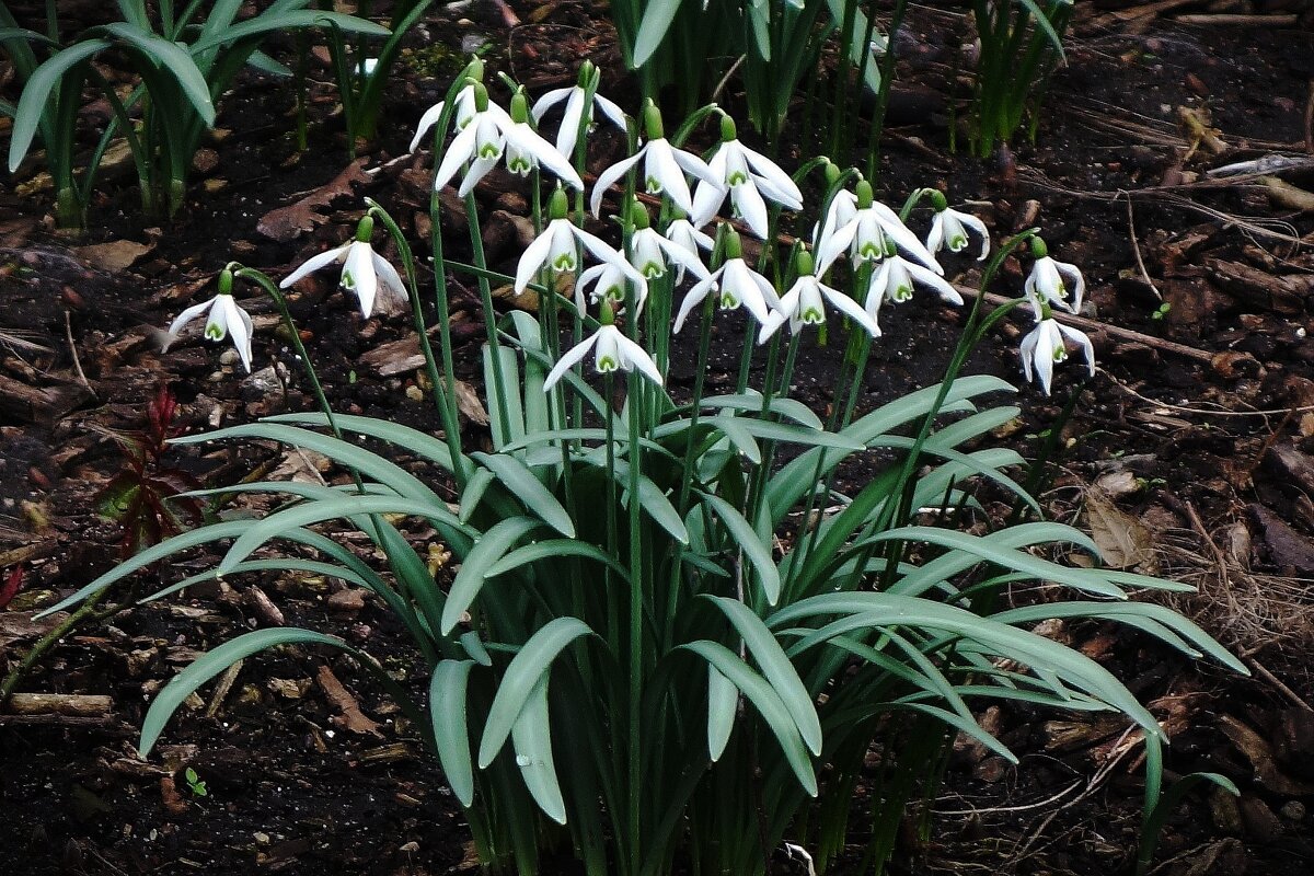 Подснежники - Рита Симонова