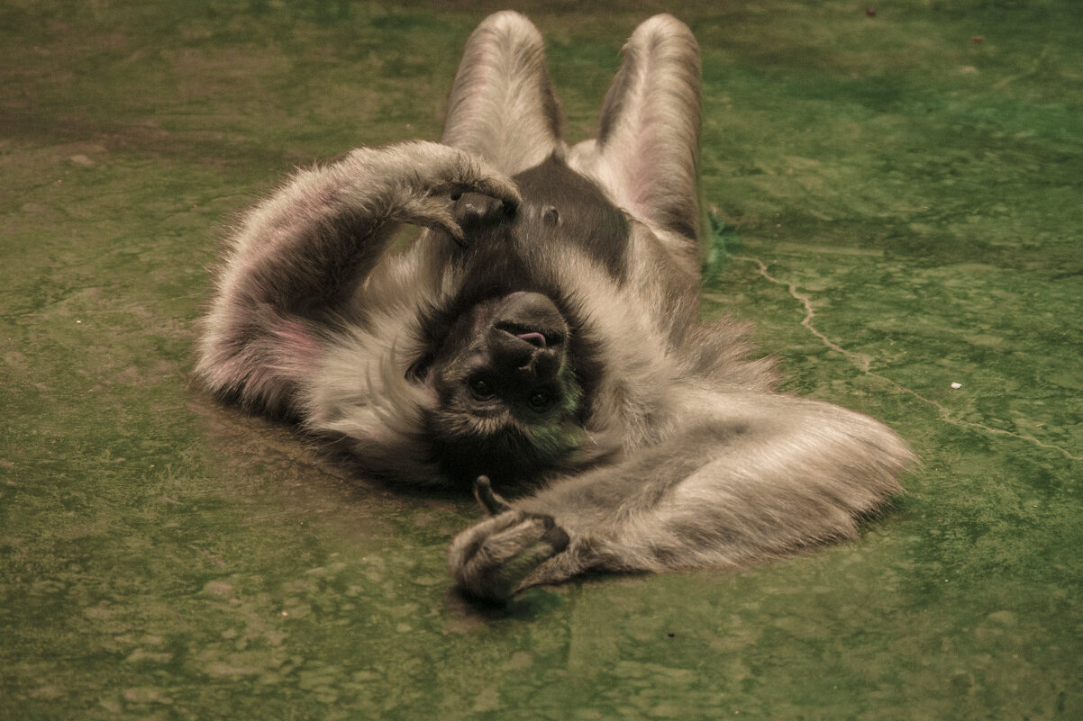 Ну ты Черношапочный Приматы, Ну ты НЮ - Владимир Максимов