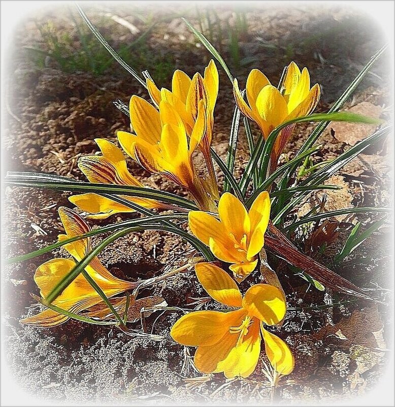 Желтые крокусы - Наталья ***