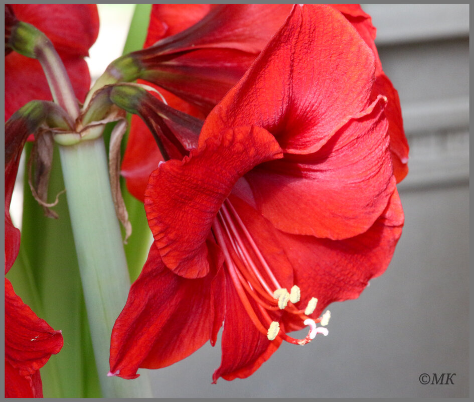 Цветок - Михаил Кобзев