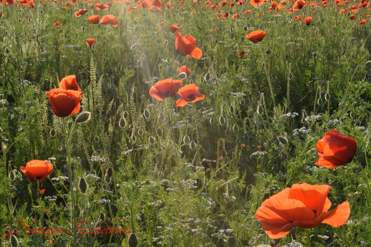 Природа Крыма - Изумительная Космея