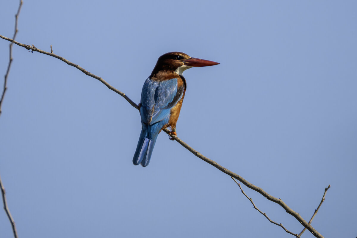Красноклювая альциона. - Alexander Amromin