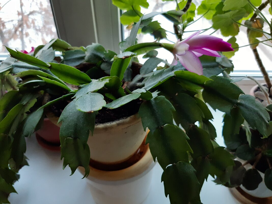 Декабрист расцвёл к 8 марта - Галина Минчук