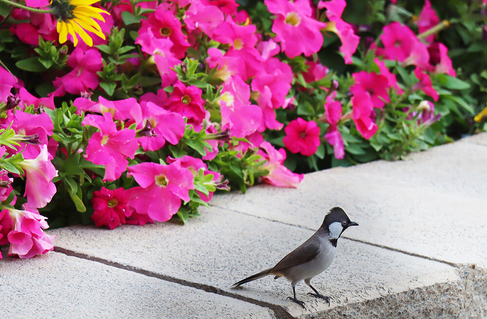 Бюль-бюль - Галина Ильясова