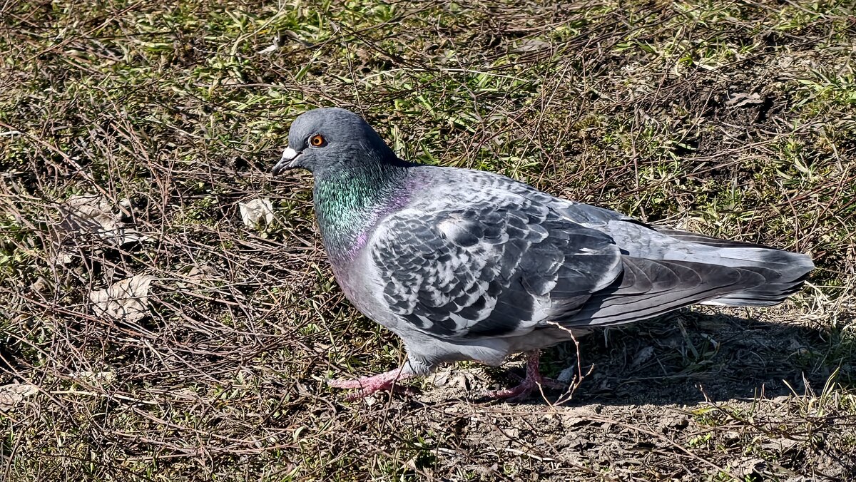 Голубок - Мариша 