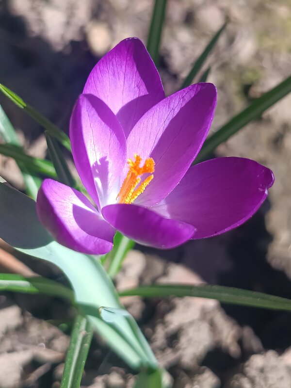 Крокус ботанический «Руби Гиант» - Слава Коломойцев