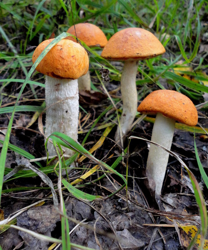 Удачная находка. - nadyasilyuk Вознюк