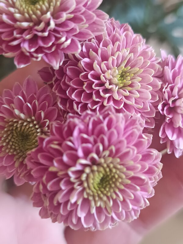 Хризантема цветы - Слава Коломойцев