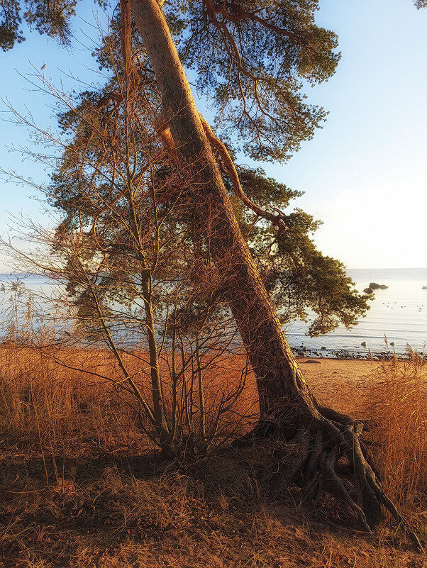 Падающая сосна. - Лилия *