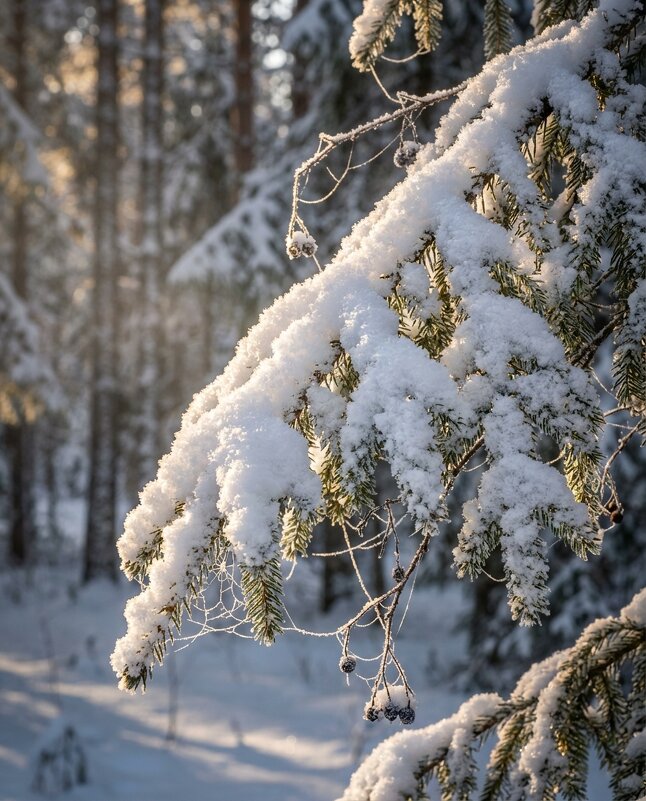 Еловая лапа - Лилия 