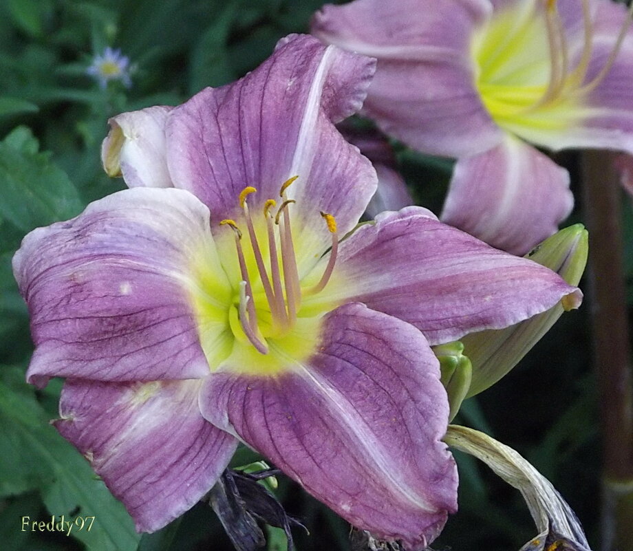 Лилейник - Freddy 97