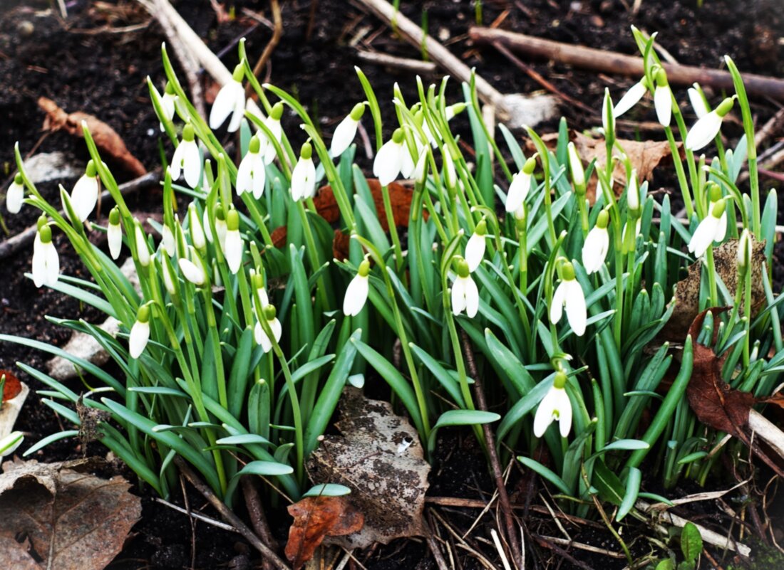 Наши первые подснежники(галантусы) - Aida10 