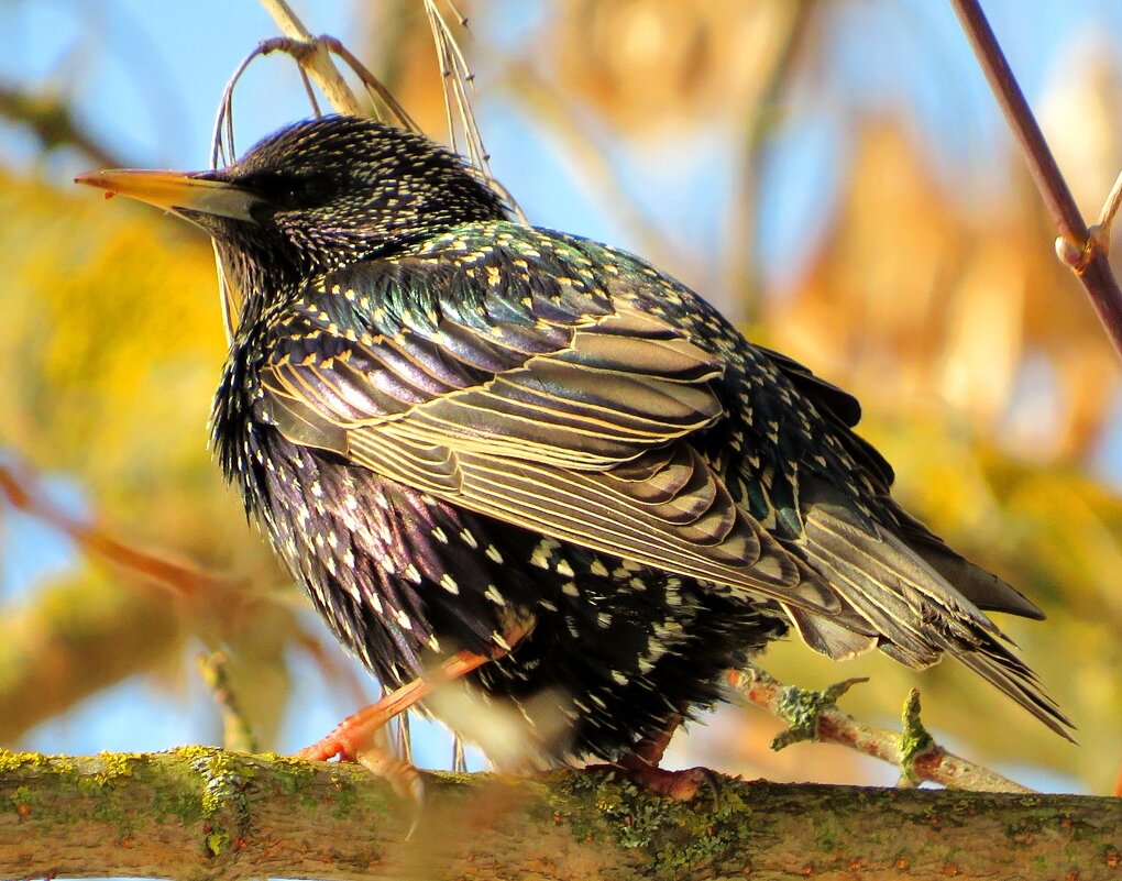 Прилетел из тёплых стран - Андрей Снегерёв