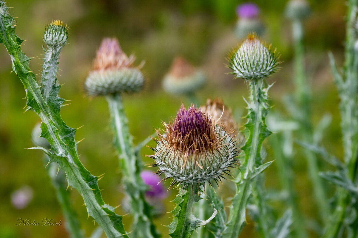 Про татарник... - Николай Гирш