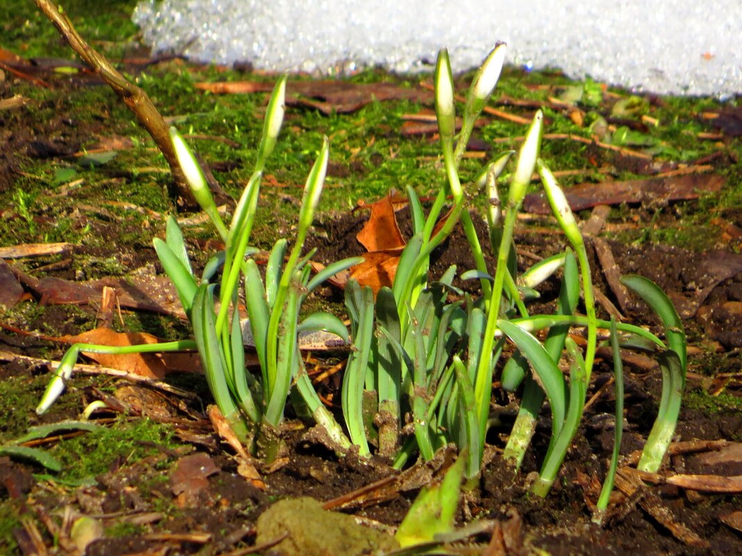 Первые цветочки - Андрей Снегерёв