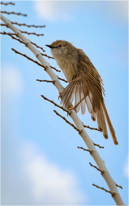 Приния изящная - Александр Григорьев
