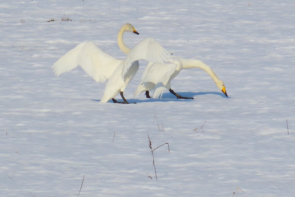 Кликуны в поле. - Ольга Митрофанова