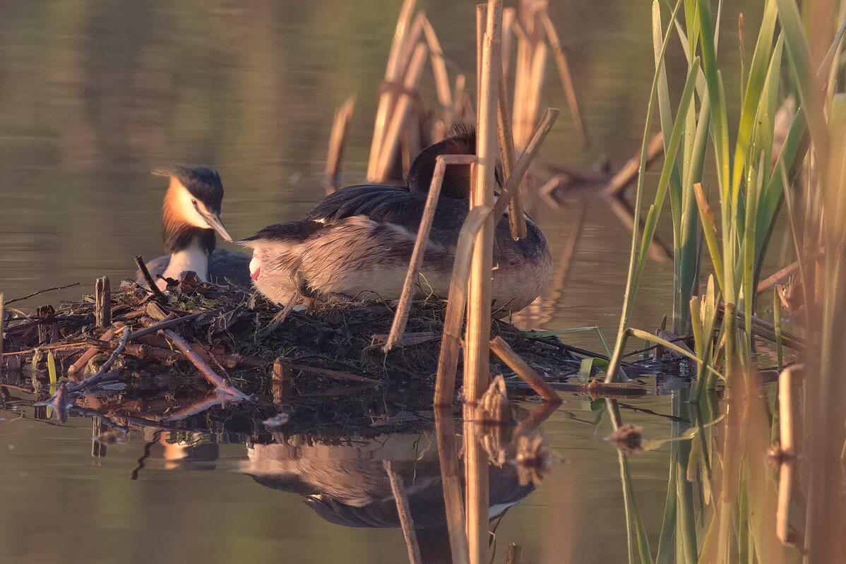 Новая жизнь - Александр Шмидт