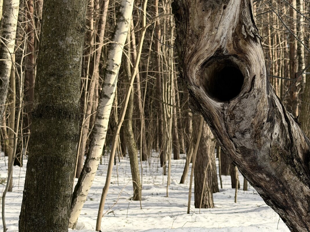 Дупло. - Любовь 