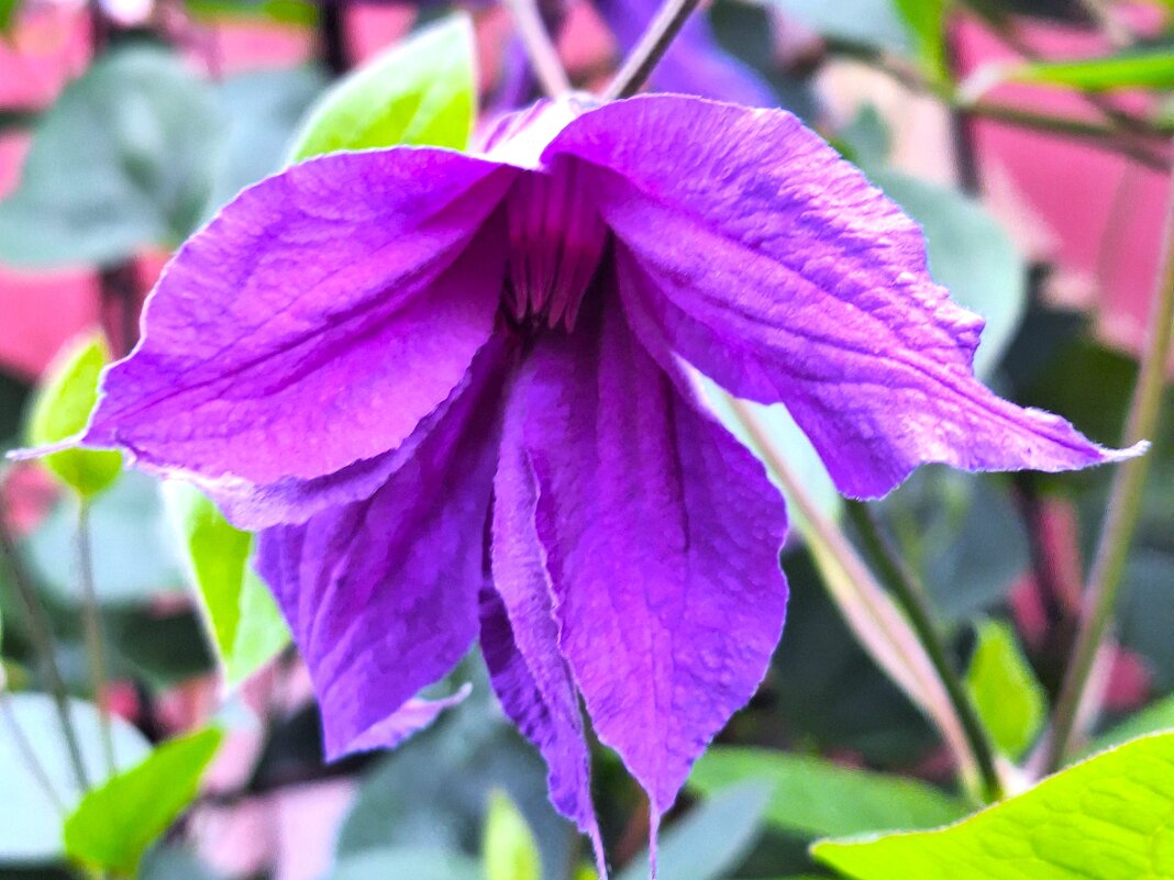 клематис - Наталья 