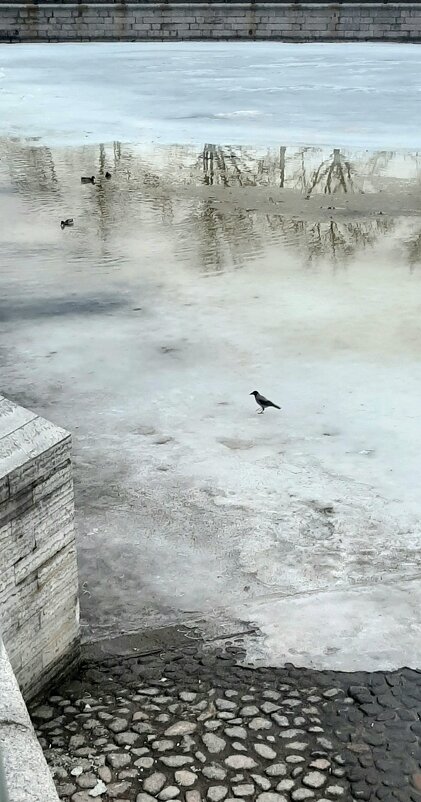 поздняя ворона - sv.kaschuk 