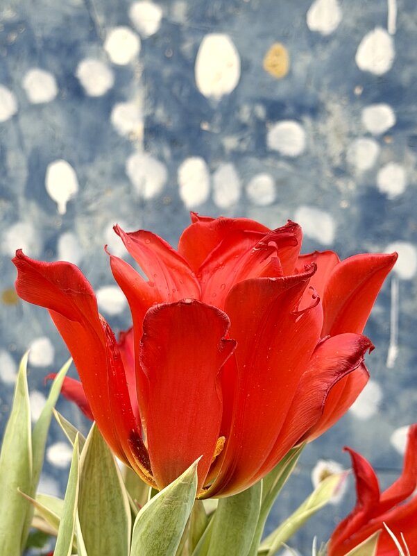 Необыкновенные! - Pippa 